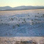 elk herd from the house