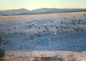 elk herd on the hillside