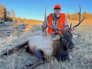bull elk harvest in pony park
