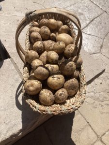 basket of potatoes
