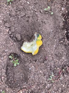 partially eaten gourd