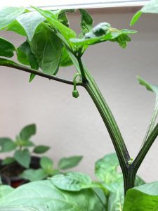 pepper plant