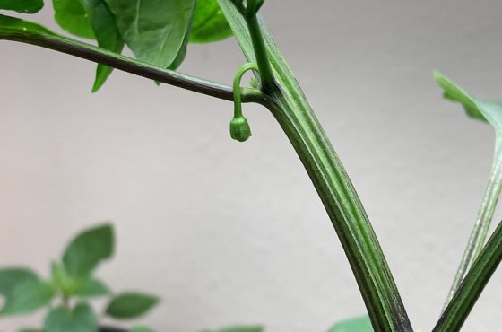 pepper plant