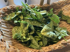 basket of spinach