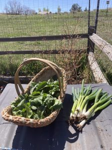 basket of spinach and green onions