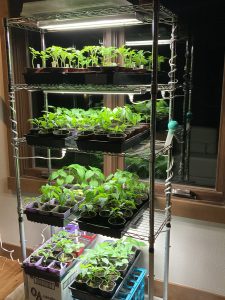 rack of plants growing under lights