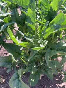 spinach plant