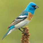 Lazuli bunting bird