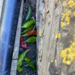 Cache of peppers from vole