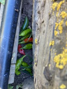 Cache of green and red peppers