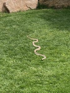 snake moving in cut grass