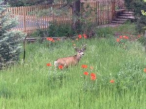 Deer in field of poppies