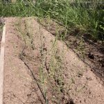 Early Asparagus Ferns