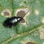 Screenshot 2025-06-18 at 11.25.09 AM