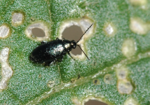 Flea beetle chewing on leaf