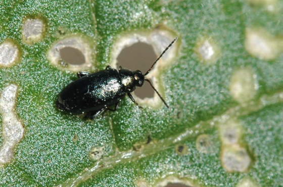 Flea beetle chewing on leaf