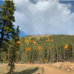 Aspens and Evergreens Views