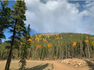 aspens beyond corral