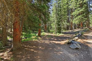 parking area in forest